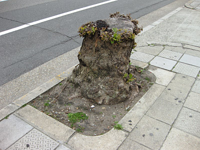 ど根性の街路樹