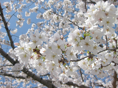 桜満開