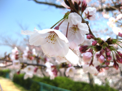 桜咲きました