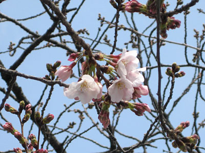 桜開花