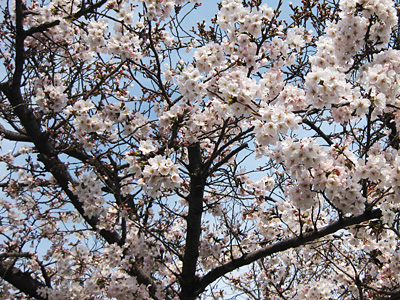 桜開花